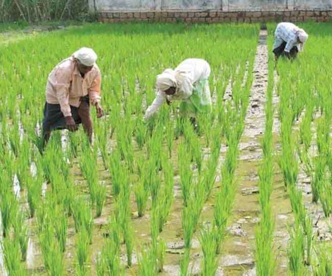 अनाज -धान की खेती के लिए उपयुक्त मिट्टी