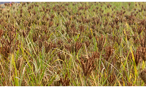 सेहत के साथ-साथ कमाई का जरिया है कोदो की खेती