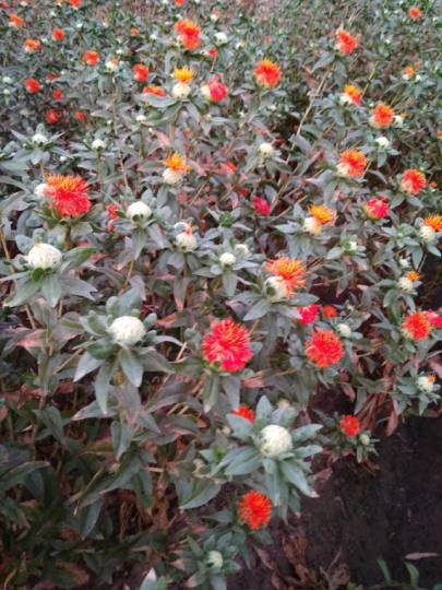 कुसुम की खेती  किस तरह की जाती है