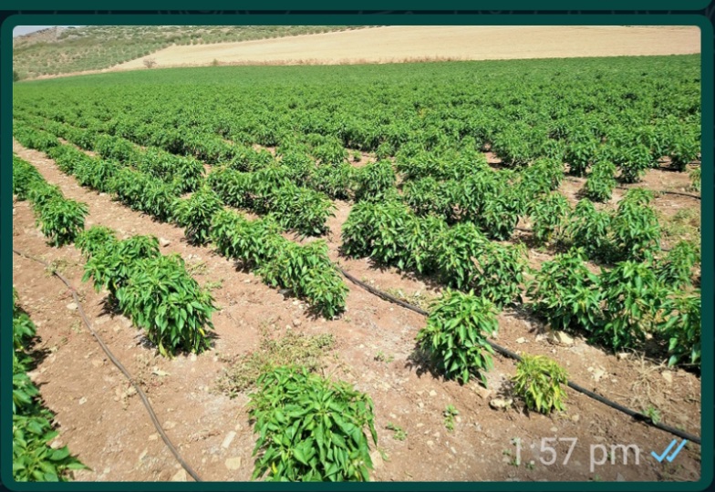 मिर्च की रोपाई और पौधों के बीच की दूरी – प्रति हेक्टेयर और एकड़ कितने मिर्च के पौधे लगाएं