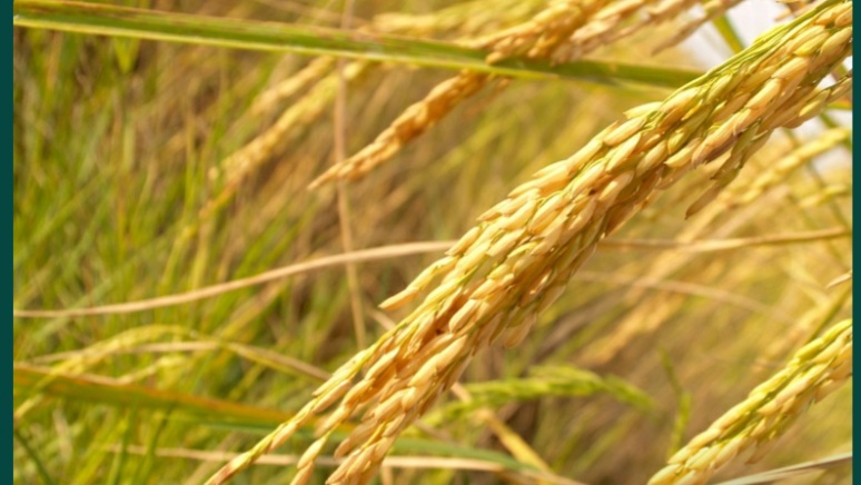 चावल कैसे उगाए – बीज लगाने के तरीके