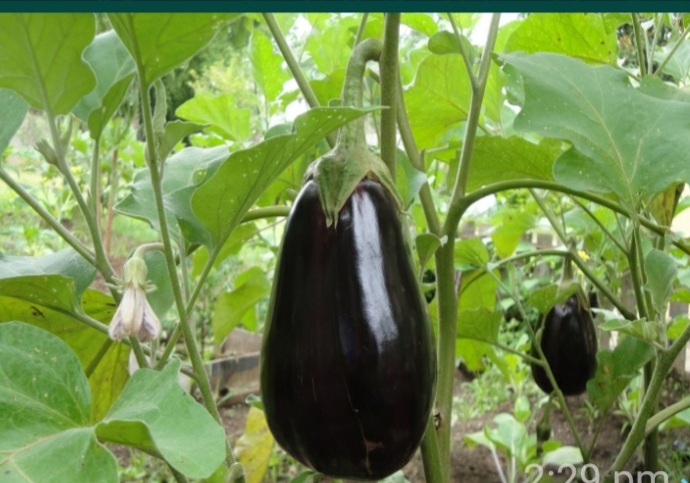 अपने बगीचे में बैंगन उगाते समय ध्यान रखने योग्य 8 चीजें