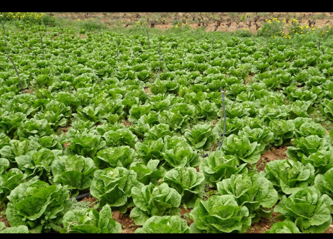 सलाद पत्ता कैसे उगाएं – बीज लगाने से लेकर फसल काटने तक खेती के लिए संपूर्ण मार्गदर्शक