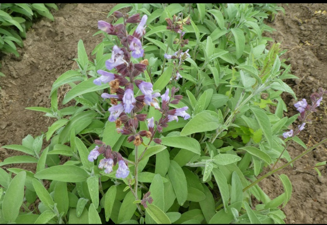 मुनाफे के लिए सामान्य सेज कैसे उगाएं – सामान्य सेज की व्यावसायिक खेती