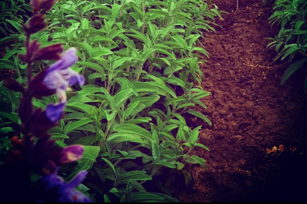 सामान्य सेज लगाना – प्रति हेक्टेयर सामान्य सेज के पौधों की संख्या