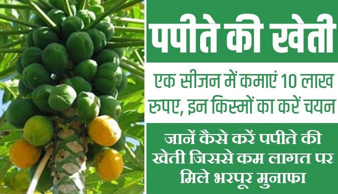 पपीते की खेती : एक सीजन में कमाएं 10 लाख रुपए, इन किस्मों का करें चयन