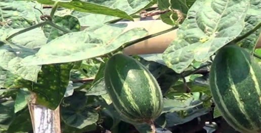 परवल की खेती की जानकारी जलवायु, किस्में, रोकथाम व पैदावार