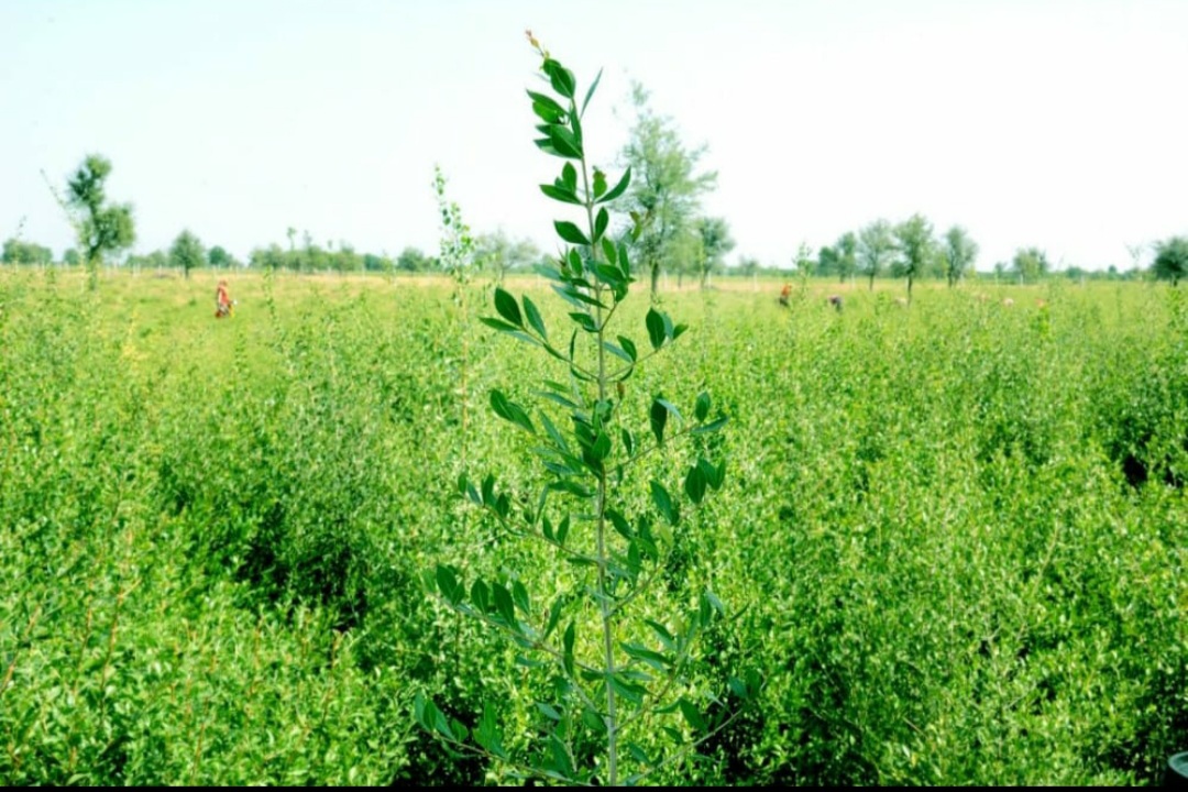 मेहंदी की उन्नत तरीके से खेती कर सालाना कमाएं लाखों