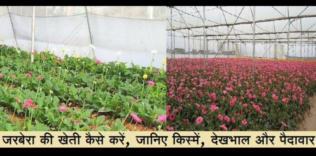 जरबेरा की खेती कैसे करें, जानिए किस्में, देखभाल और पैदावार