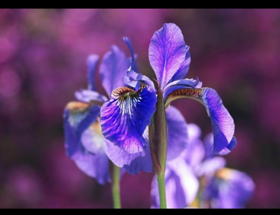 How to Plant, Grow, and Care for Irises