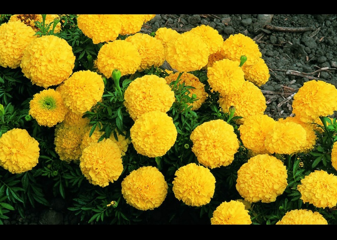 शीतकालीन गेंदे की व्यावसायिक खेती कैसे करें..