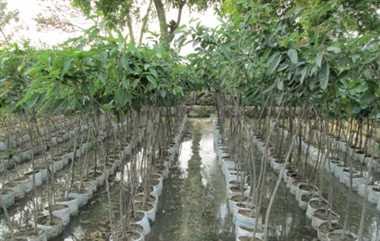 भारतीय परिस्थितियों के अनुसार सब्जी बगीचा के लिए सहायक फसल पद्धति को इस प्रकार अपनाएं :