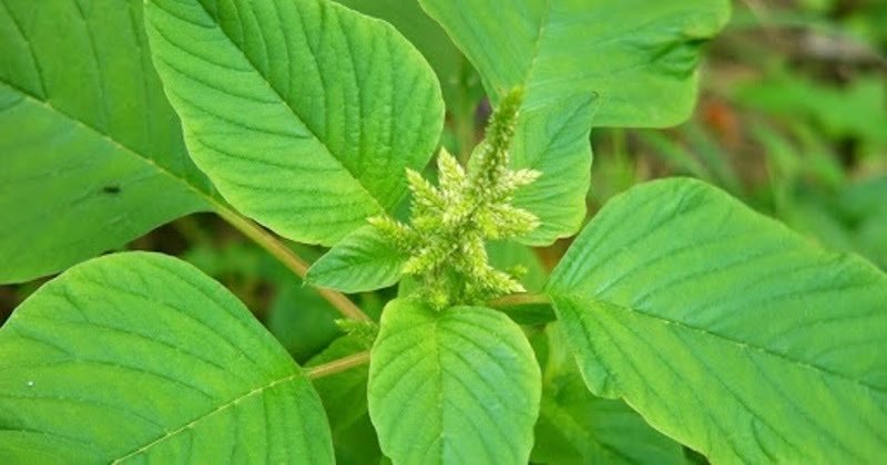 बथुवा की खेती कर यहां के किसान कमा रहे हैं भारी मुनाफा, जानिए कैसे