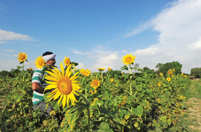 सूरजमुखी की उन्नत खेती