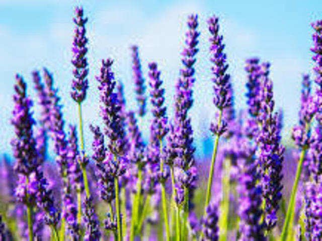 किसानों की किस्मत बदल रही है हर्बल खेती, एक एकड़ से 3 लाख तक की कमाई