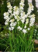 रजनीगंधा फूल की वैज्ञानिक खेती