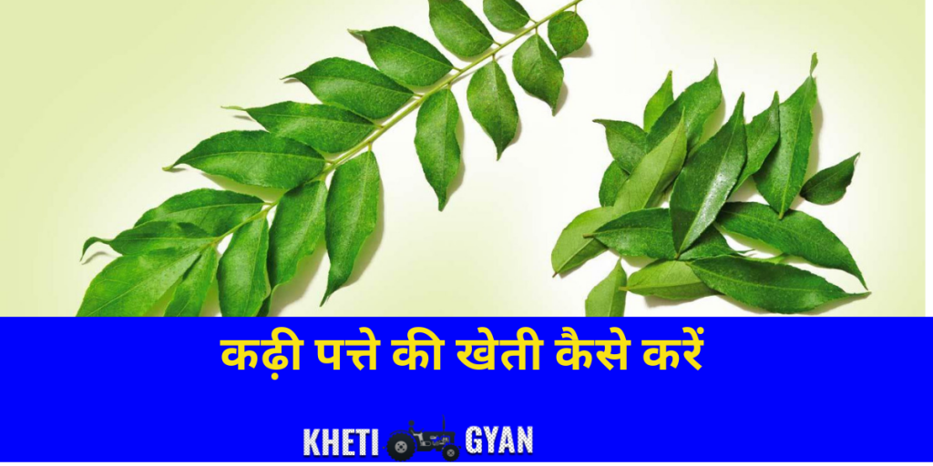 करी पत्ता की खेती या मीठी नीम की खेती कैसे करें