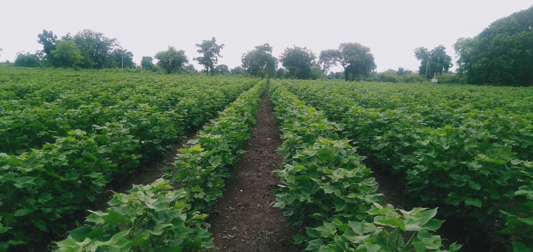 40 औषधीय पौधों की खेती के अनुकूल है प्रदेश की जलवायु, किसान कर सकते हैं अच्छी कमाई