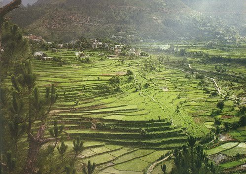 खेती में पहाड़ (Farming in Uttarakhand