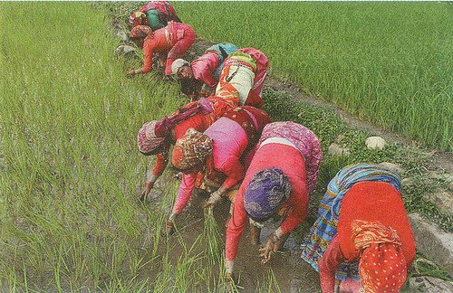 उत्तराखण्ड की कृषि