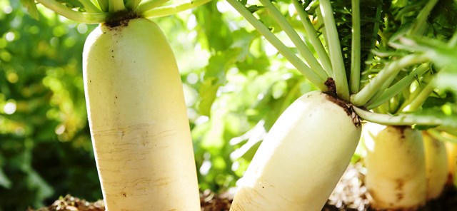 मूली की वैज्ञानिक खेती करने का तरीका