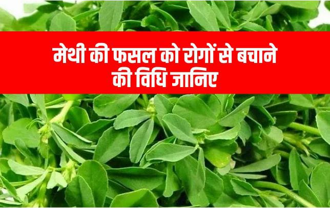 मेथी की बुवाई और रोगों से बचाव कैसे करें?