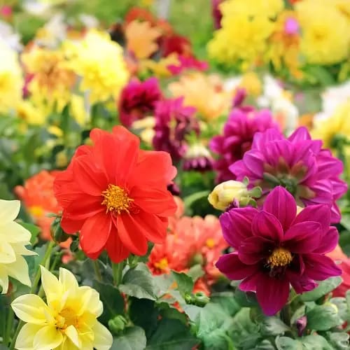 डेहलिया फूल के बीज कैसे उगाएं