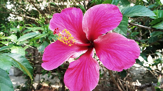 गुड़हल का फूल है बेहद ही फायदेमंद