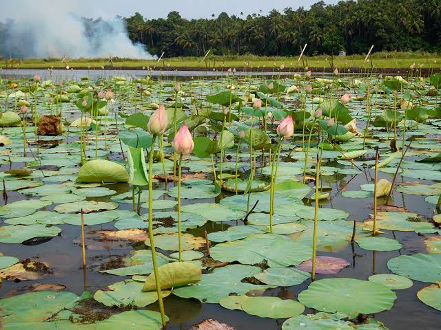 कमल की खेती कर किसान हो रहे है मालामाल