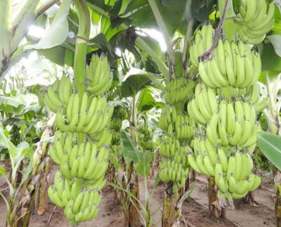 केला की आधुनिक उत्पादन खेती विस्तार में!