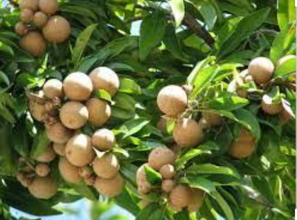 चीकू की खेती ने बदली किसान की किस्मत