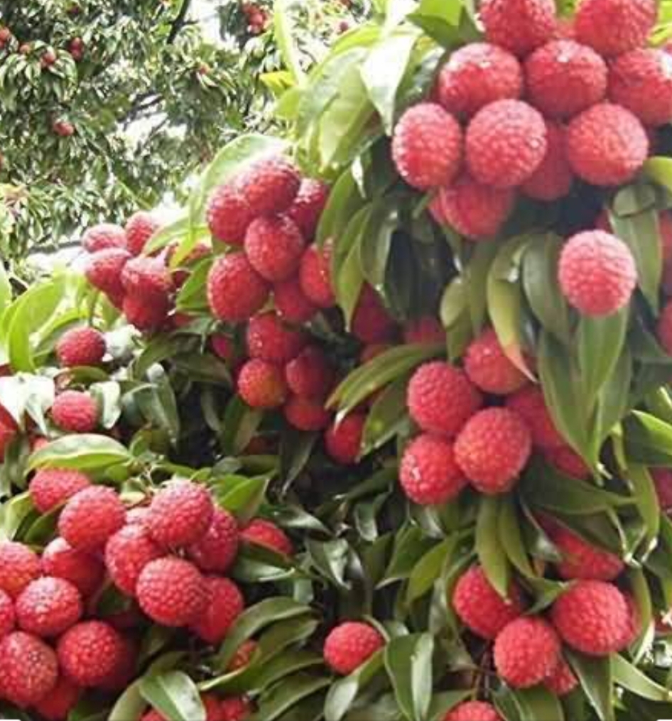 लीची की खेती कैसे करें, जानिए उपयुक्त जलवायु, किस्में, रोग रोकथाम, पैदावार