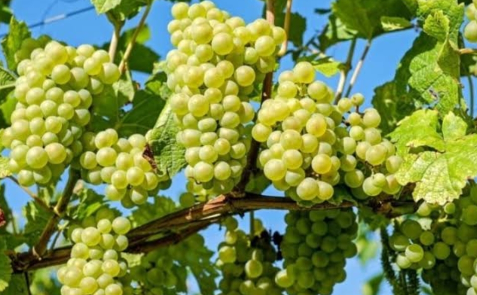 अंगूर की खेती कैसे करें – अंगूर की उन्नत खेती