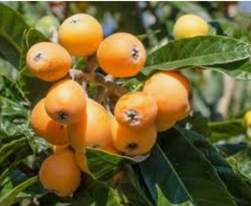 लोकाट फल की खेती कैसे करें, जानिए जलवायु, भूमि, किस्में, देखभाल, पैदावार