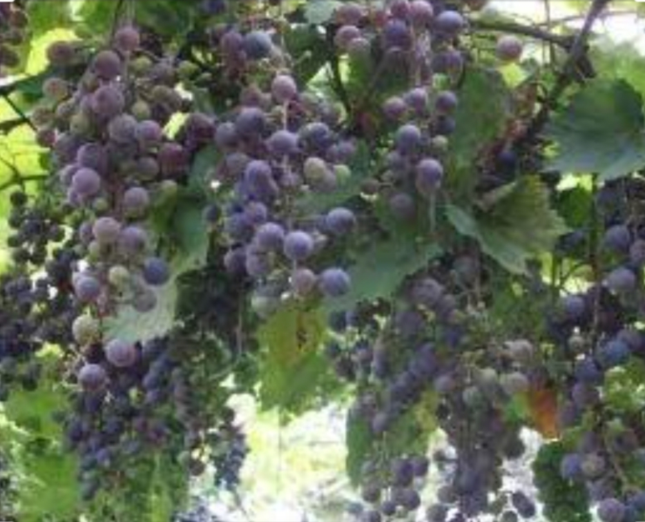 काले अंगूर की खेती कैसे करें, कर सकते है लाखो की कमाई.