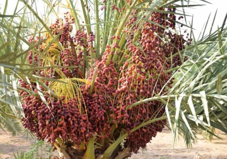 खजूर की खेती कैसे शुरू करें |