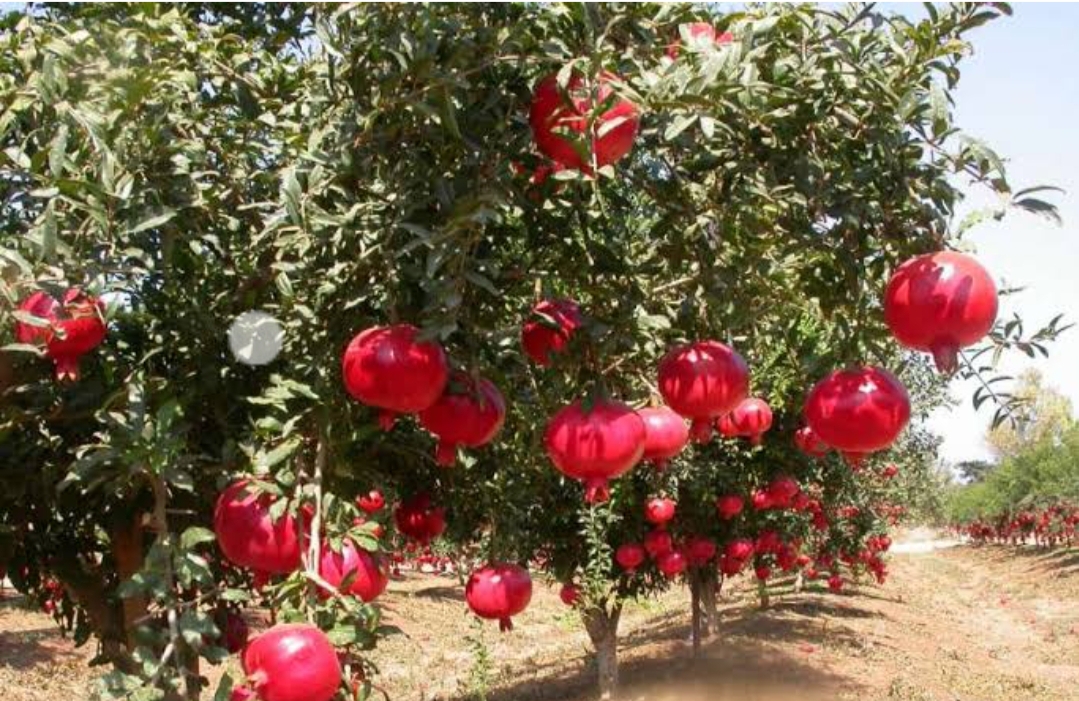 अनार की खेती से किसान कर रहे एक साल में नब्बे लाख की कमाई