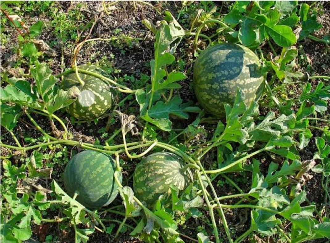 तरबूज की उन्नत खेती