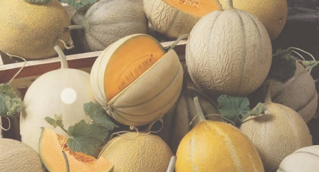 खरबूजे की खेती (Melon farming) की जानकारी जलवायु, किस्में, रोकथाम व पैदावार