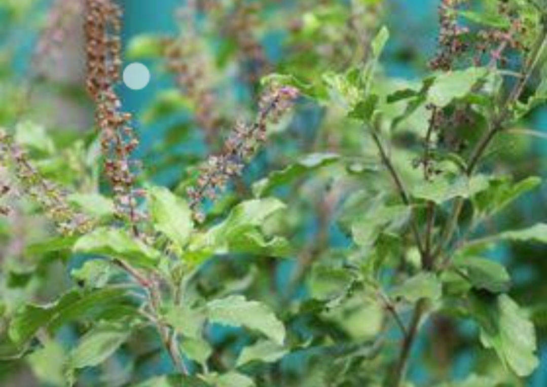 सबसे ज्यादा कमाई वाली फसल