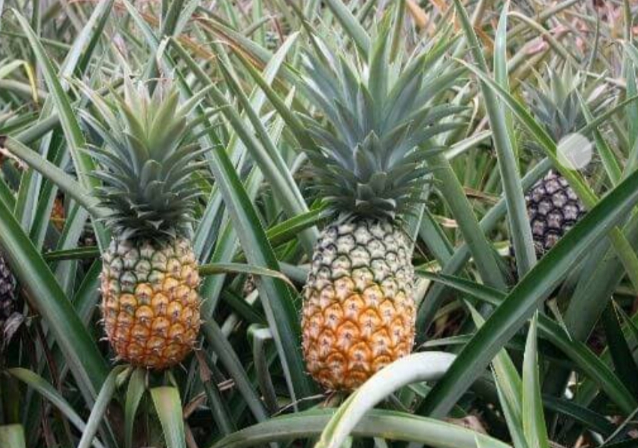 अनानास की खेती कर किसान ने कृषि विशेषज्ञों को चौंकाया