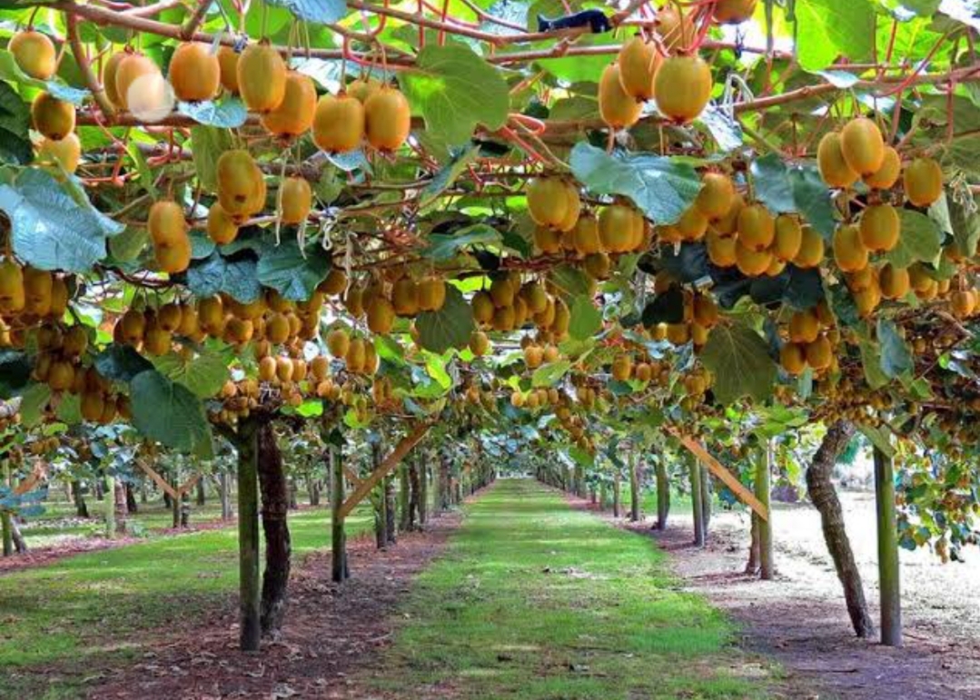 कीवी फल की खेती कैसे करें, जानिए उपयुक्त जलवायु, भूमि, किस्में, देखभाल, पैदावार