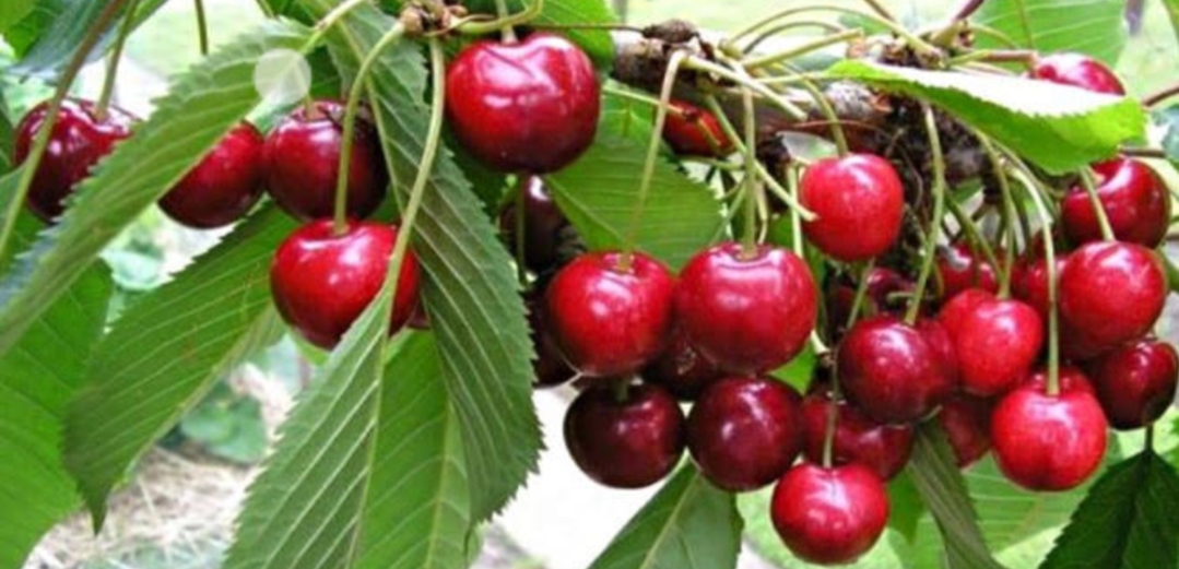 चेरी की खेती करने का तरीका