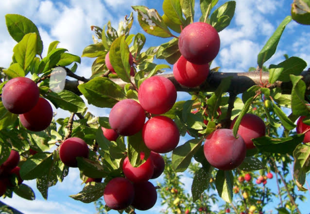 आलूबुखारा या प्लम की खेती कैसे करें, जानिए जलवायु, किस्में, रोग रोकथाम, पैदावार