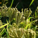 पहाड़ी अनाजों का राजा मंडुवा