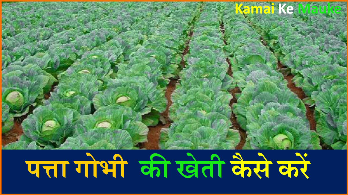 पत्ता गोभी की खेती कैसे की जाती है