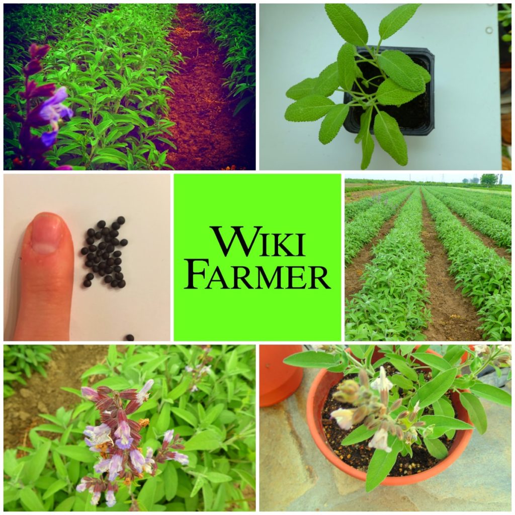 सेज से जुड़े 8 तथ्य जिन्हें आपने अनदेखा कर दिया होगा सेज