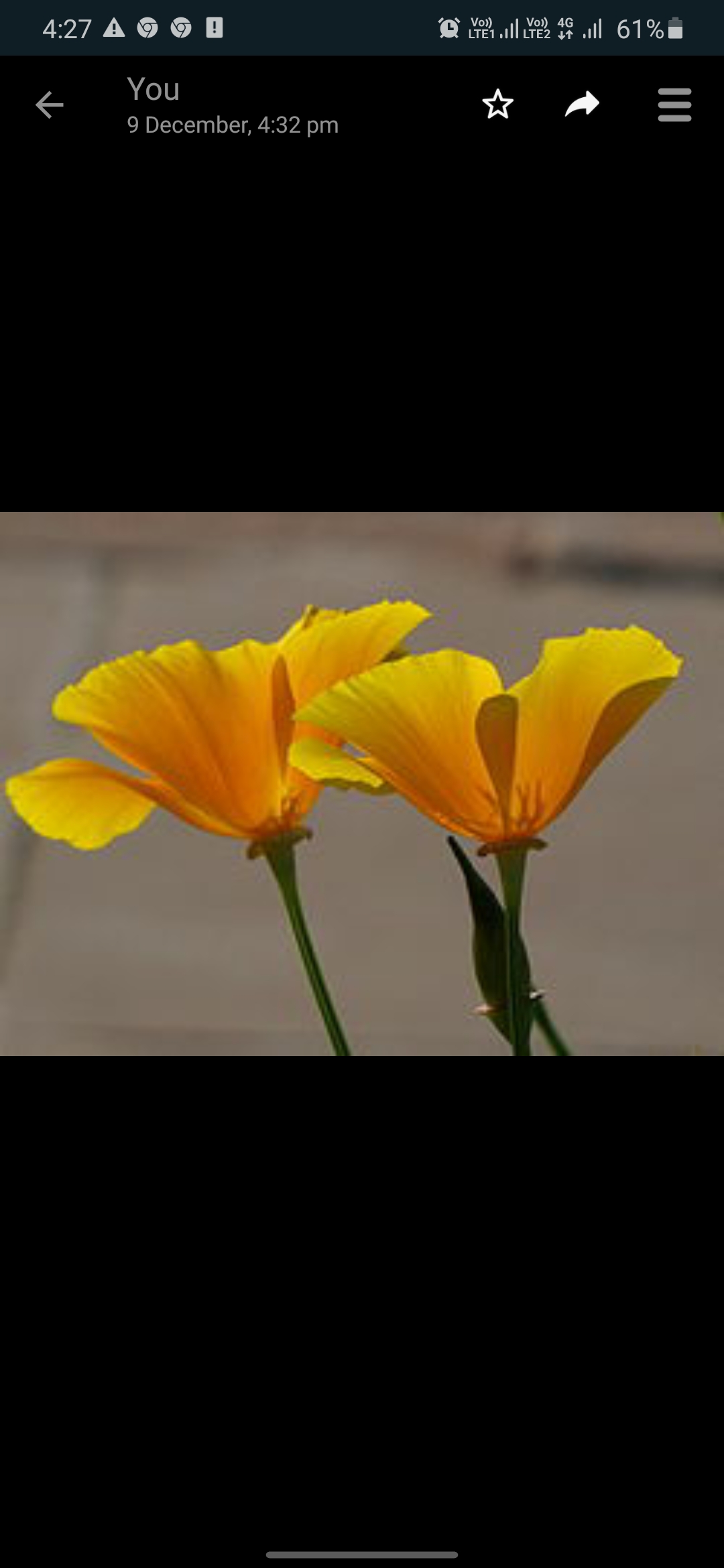 पॉपी के  फूल की पूरी जानकारी