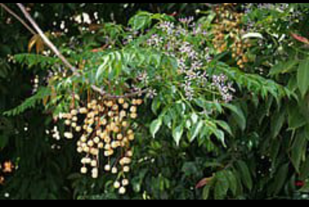 बकायन और इसके फायदे