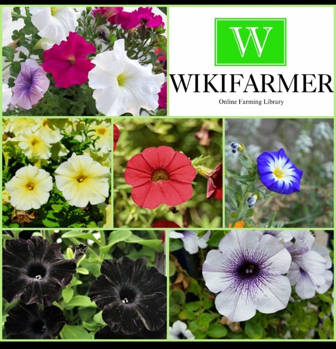 पेटूनिया की देखभाल कैसे करें -पेटूनिया की जलवायु संबंधी आवश्यकताएं